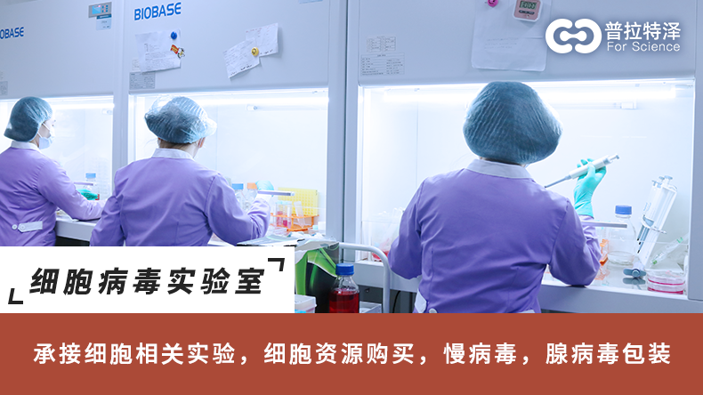 细胞划痕实验原理与操作步骤——细胞划痕实验外包