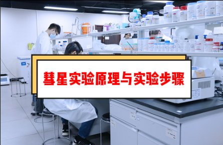 细胞彗星实验原理与详细实验步骤——彗星实验外包