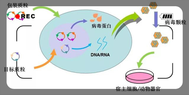 关于慢病毒的知识都在这里【新手入门】