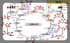 叮~线粒体和铁死亡的关系了解一下？