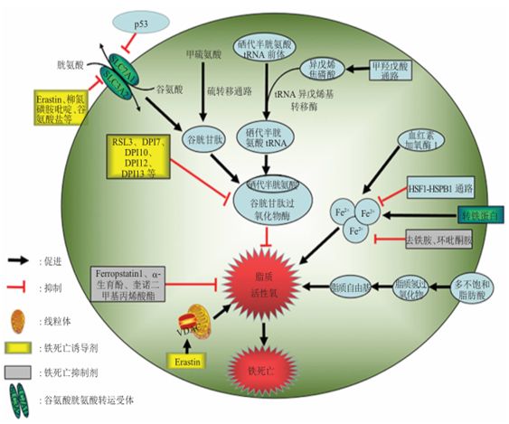 细胞铁死亡概述【附视频教程】