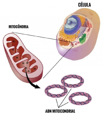 扎西他滨诱导细胞自噬依赖性铁死亡原理&mdash;&mdash;解读《Autophagy》
